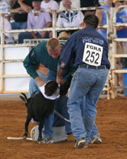 GoatDressing03.jpg