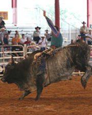 MensBullRiding02.jpg